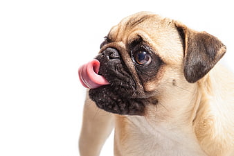 Cute pug dog licking nose on white background