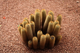 Golden Barrel Cactus Cluster in Red Gravel Garden