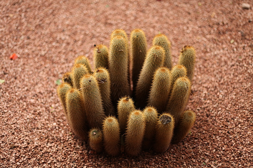 Golden Barrel Cactus Cluster in Red Gravel Garden