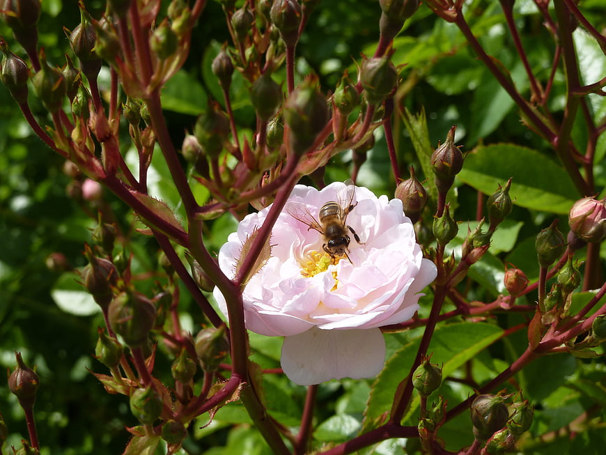 Honeybee Pollinating a Pink Rose in a Garden