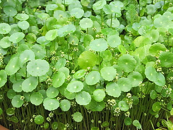 Close-up of lush green pennywort plants with water droplets