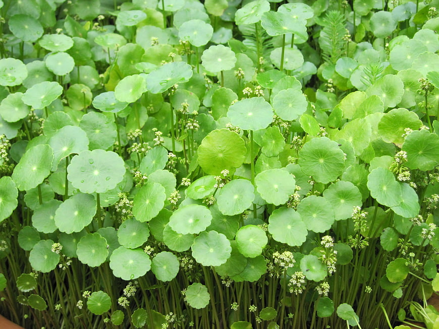 Close-up of lush green pennywort plants with water droplets