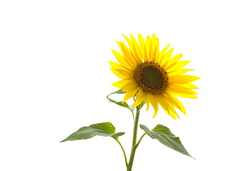 Single Sunflower on White Background