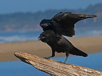 Black Crow Spreading Wings on Driftwood