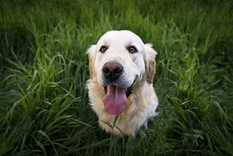 Happy Golden Retriever Panting in Green Grass