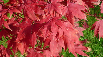 Vibrant Red Japanese Maple Leaves Close Up