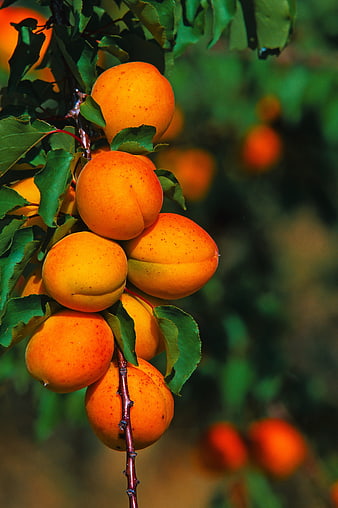Ripe Apricots Hanging on a Tree Branch in Sunlight