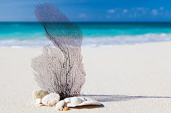 Dried Sea Fan Coral and Shells on White Sandy Beach