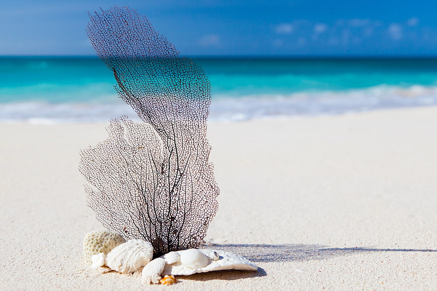 Dried Sea Fan Coral and Shells on White Sandy Beach