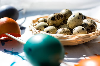 Easter quail eggs in basket with dyed eggs