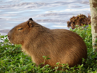 Relaxed Capybara Resting in Green Foliage Near Water