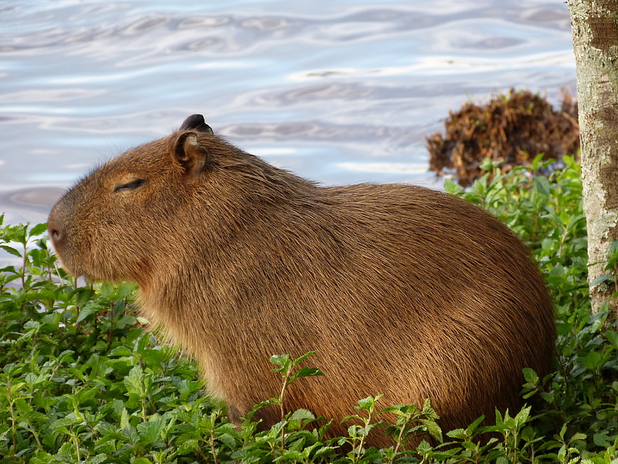 Relaxed Capybara Resting in Green Foliage Near Water