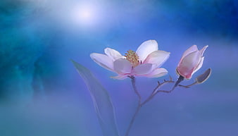 Pink Magnolia Flower on Blue Dreamy Background