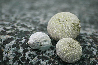 Sea Urchins and Seashell on Textured Rock