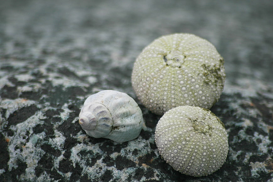 Sea Urchins and Seashell on Textured Rock