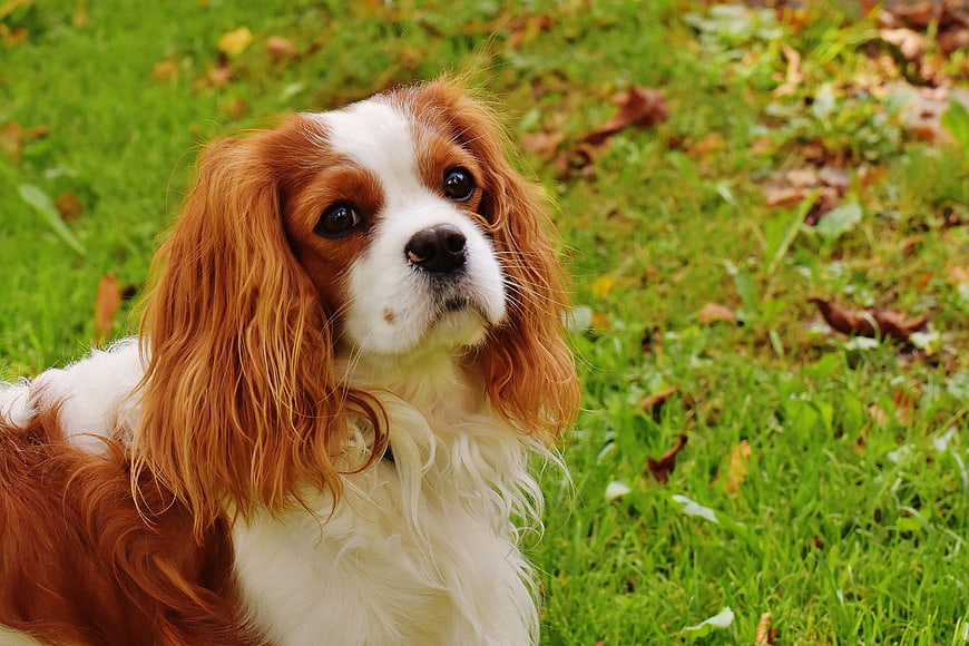 Cavalier King Charles Spaniel sitting on green grass