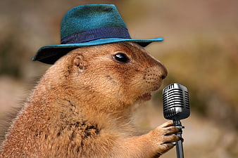 Prairie Dog Wearing Hat Singing into Vintage Microphone