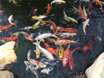 Colorful Koi Fish Swimming in Dark Pond
