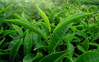 Fresh Green Tea Leaves Growing In Lush Garden