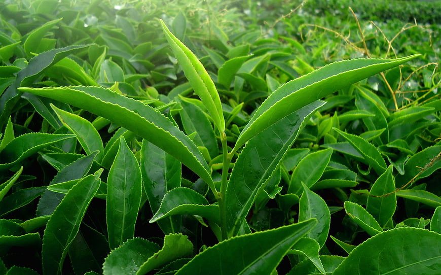 Fresh Green Tea Leaves Growing In Lush Garden