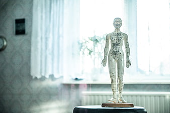 Acupuncture Human Body Model in Therapy Room