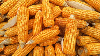 Pile of Fresh Yellow Sweet Corn Cobs