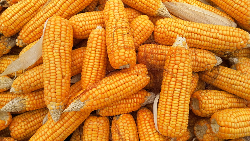 Pile of Fresh Yellow Sweet Corn Cobs