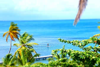Paddleboarder on Blue Ocean with Tropical Palm Trees