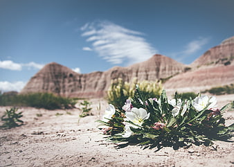 White wildflowers blooming in arid desert landscape with mountains