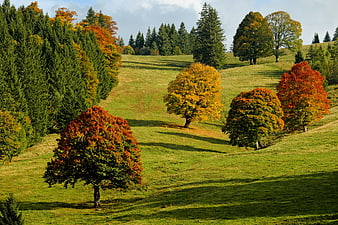 Colorful autumn trees on a green rolling hillside landscape