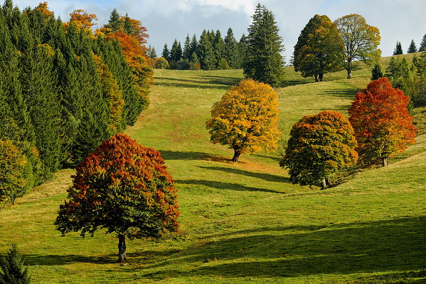 Colorful autumn trees on a green rolling hillside landscape