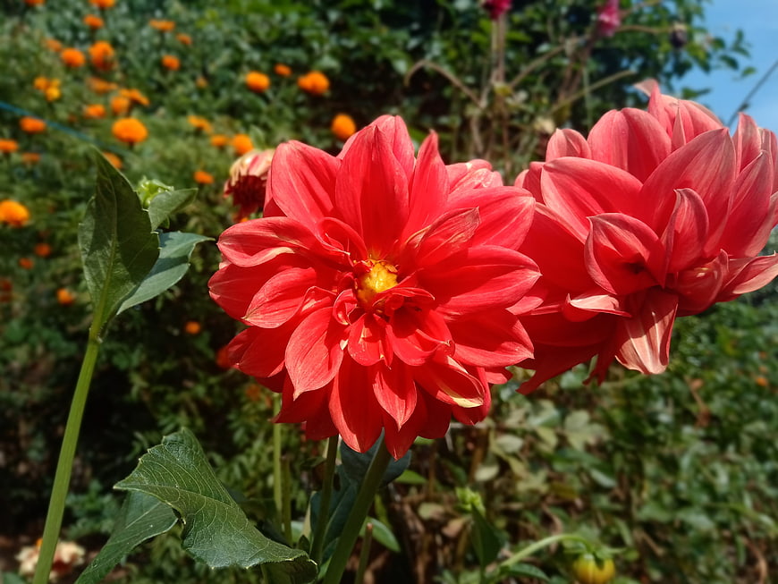 Vibrant Red Dahlias Blooming in a Sunny Garden