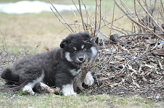Cute fluffy black and white puppy chewing a stick outdoors