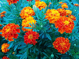 Vibrant Orange Marigold Flowers in Garden