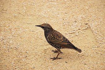 Spotted Starling Bird Standing on Sandy Ground