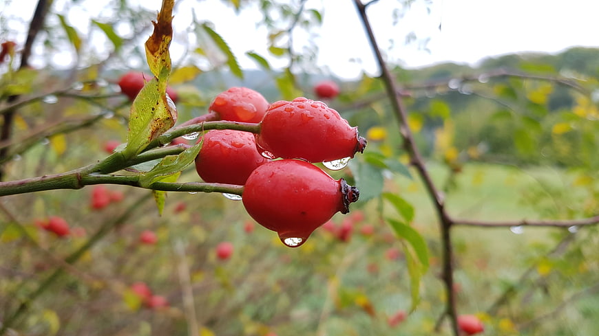 Close-up of red rose hips with raindrops in autumn