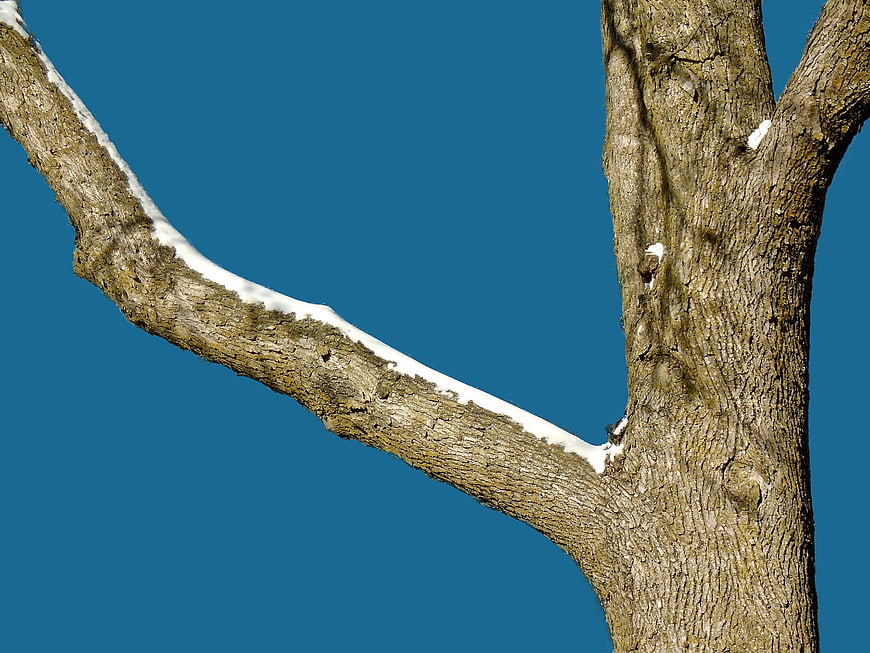 Snowy tree branch against blue sky in winter