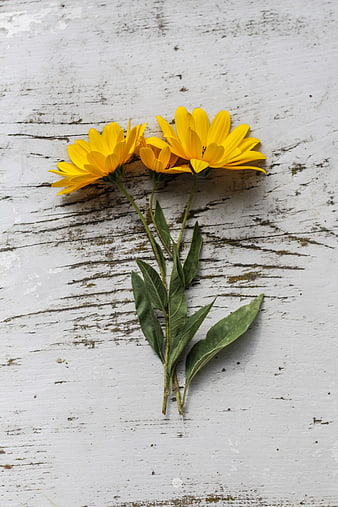 Yellow Wildflowers on Rustic White Wooden Background