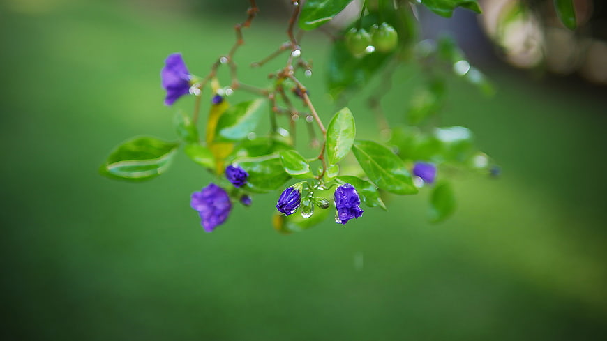 Purple Ruellia Flowers with Raindrops on Green Leaves