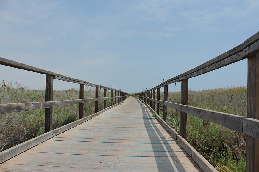 Wooden Boardwalk Path Through Marshland Nature