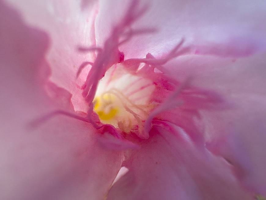 Macro Close-Up of Pink Flower Interior with Yellow Center