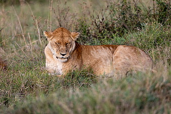 Resting Lioness in African Savanna Grass