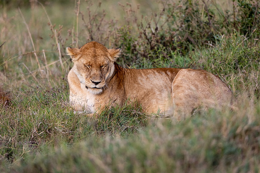 Resting Lioness in African Savanna Grass