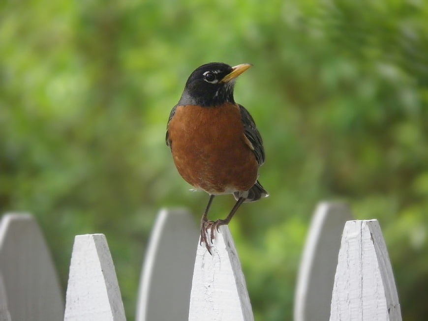 American Robin Perched on White Picket Fence