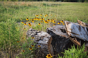 Yellow wildflowers blooming near weathered tree stumps in a meadow