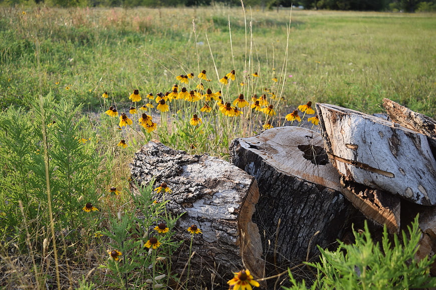 Yellow wildflowers blooming near weathered tree stumps in a meadow