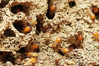 Close-up of termites emerging from a textured mud nest