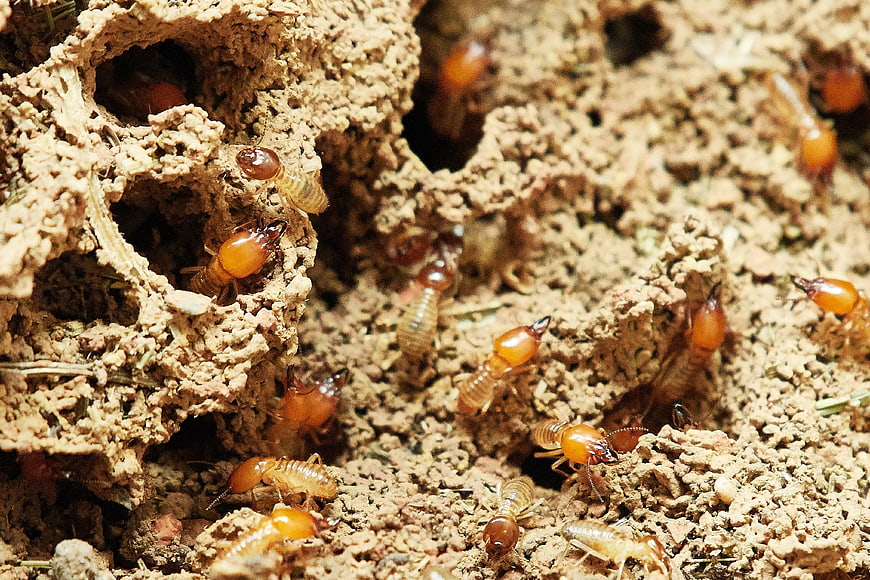 Close-up of termites emerging from a textured mud nest