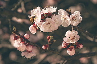 Pink Cherry Blossoms with Bee on Branch in Spring