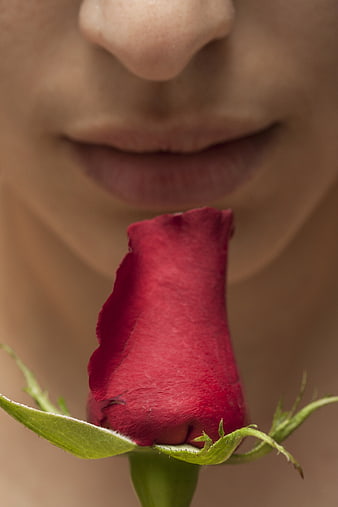 Close-up of woman smelling red rose bud